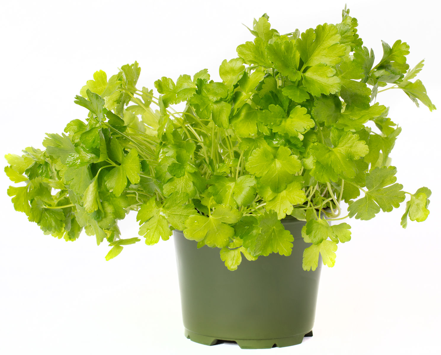 All N. Petroselinum crispum 'Peione' 12 cm