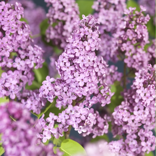 Syren 'Andenken an Ludwig Späth'