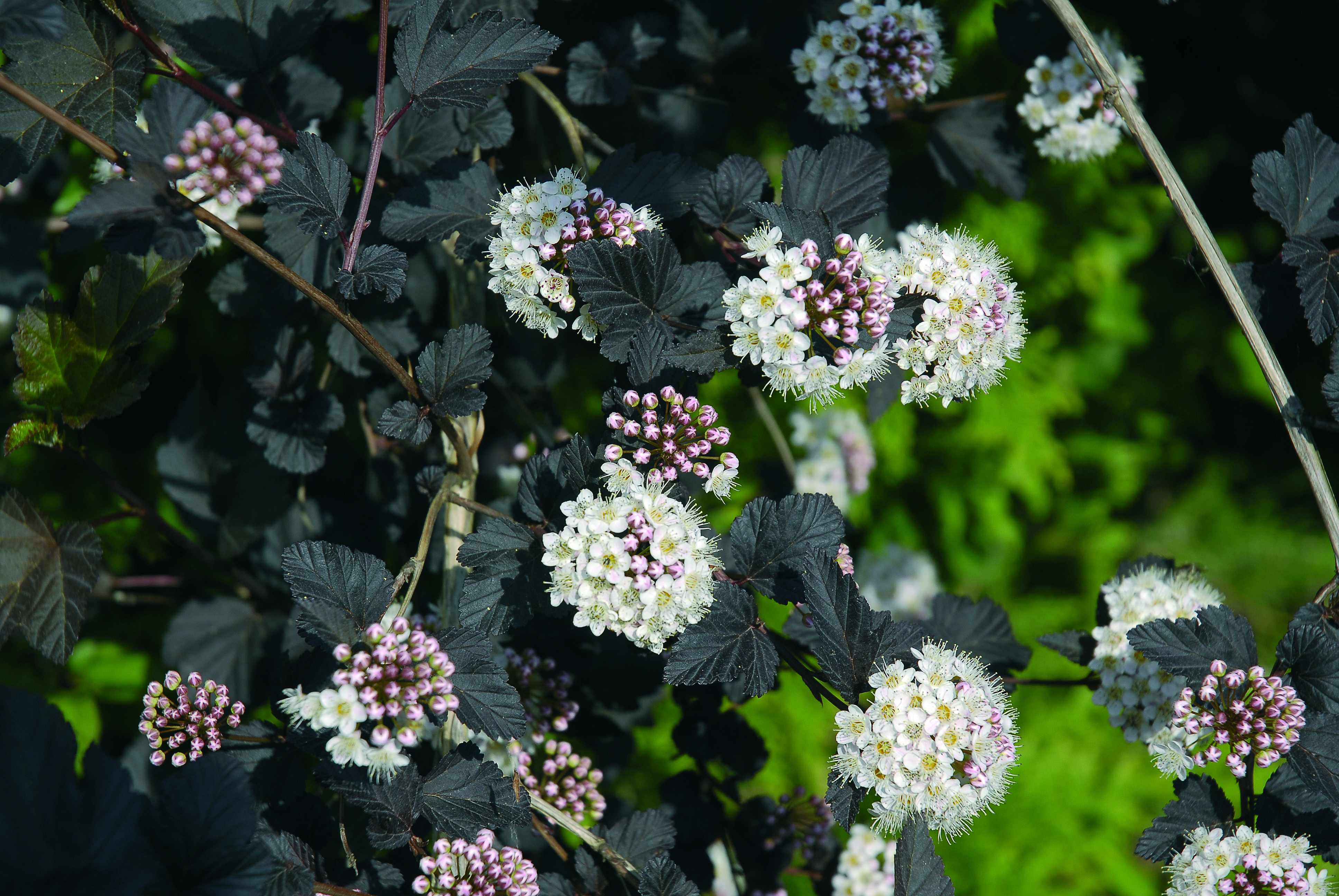 Smällspirea 'Diabolo'