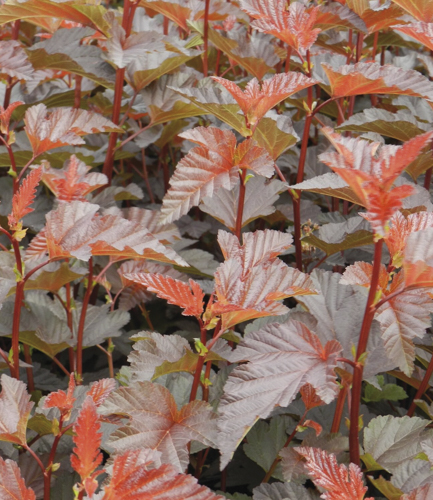 Smällspirea DIABLE D'OR