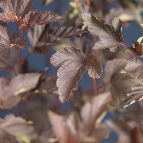 Smällspirea 'Diabolo'