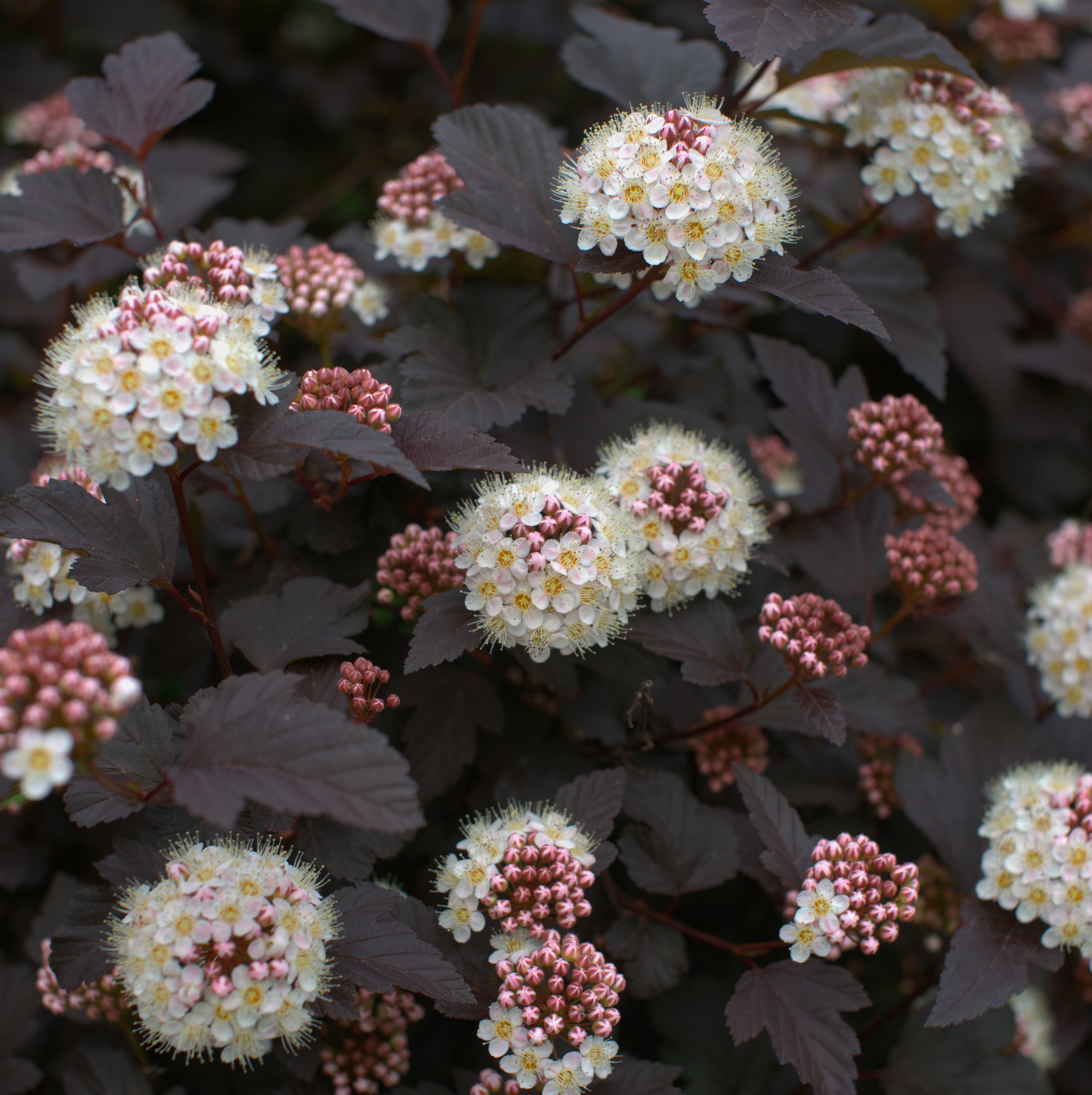Smällspirea 'Diabolo'