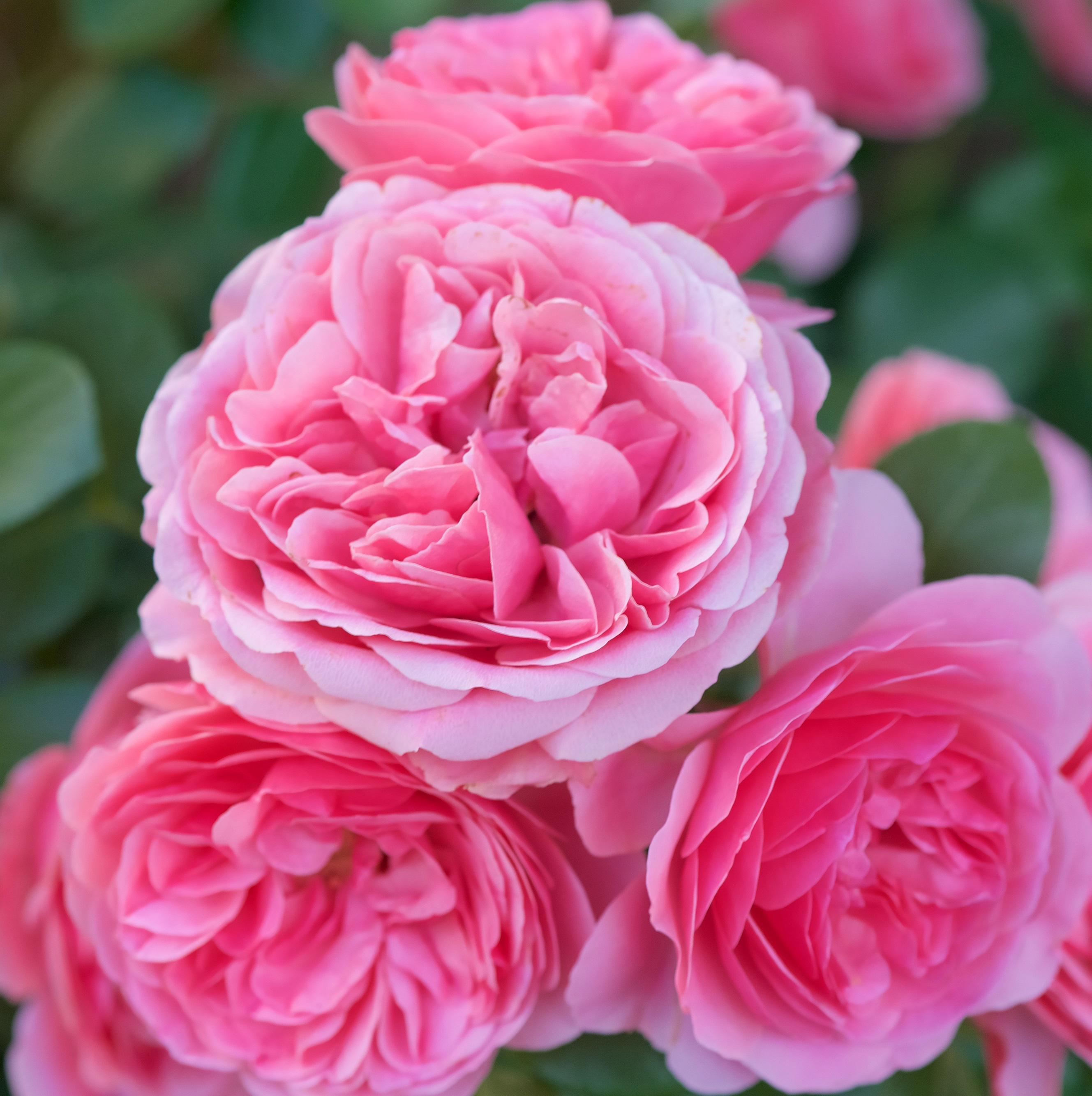 Klasblommig ros 'Leonardo da Vinci'