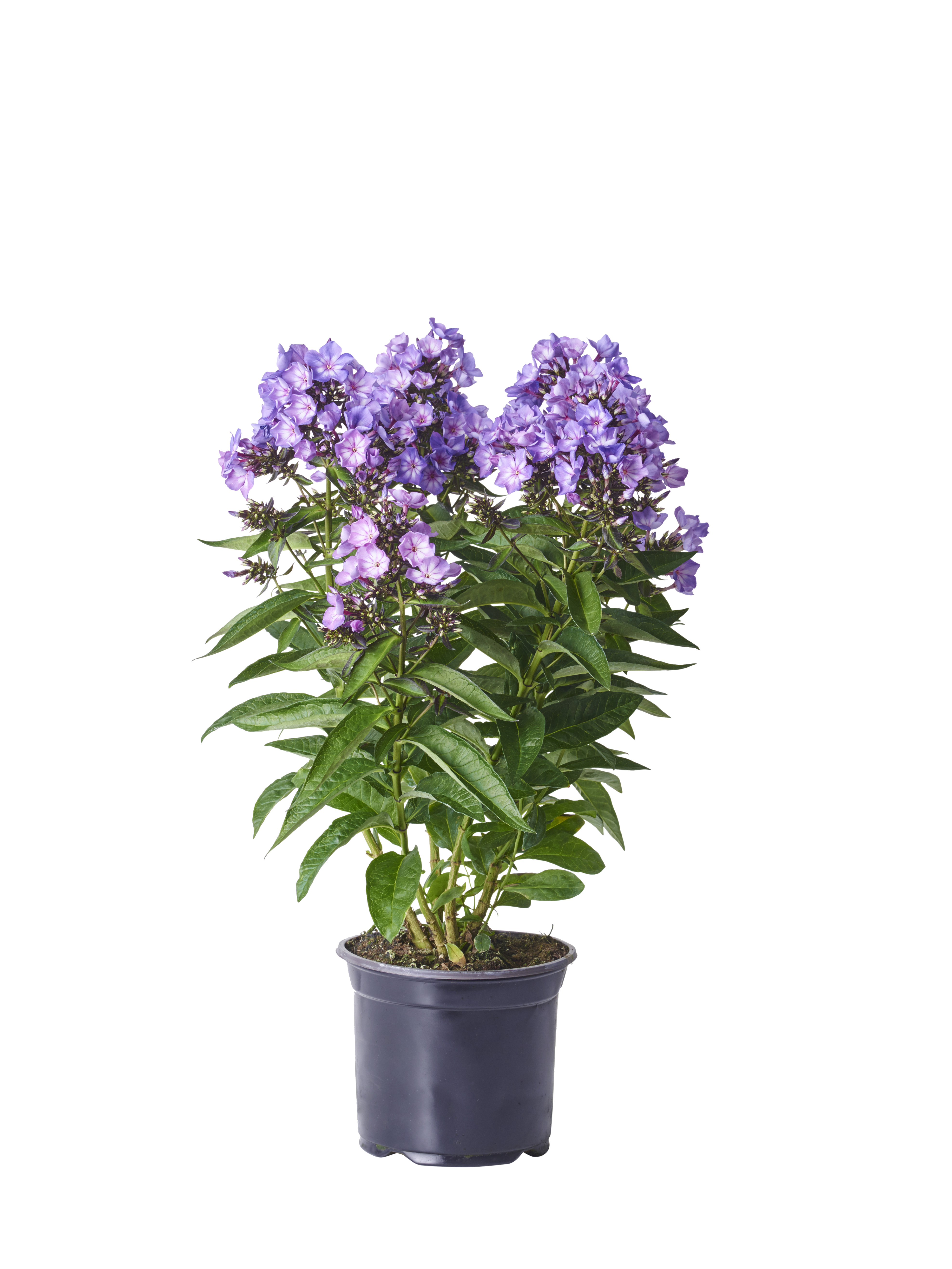 Phlox paniculata Lilac 17cm