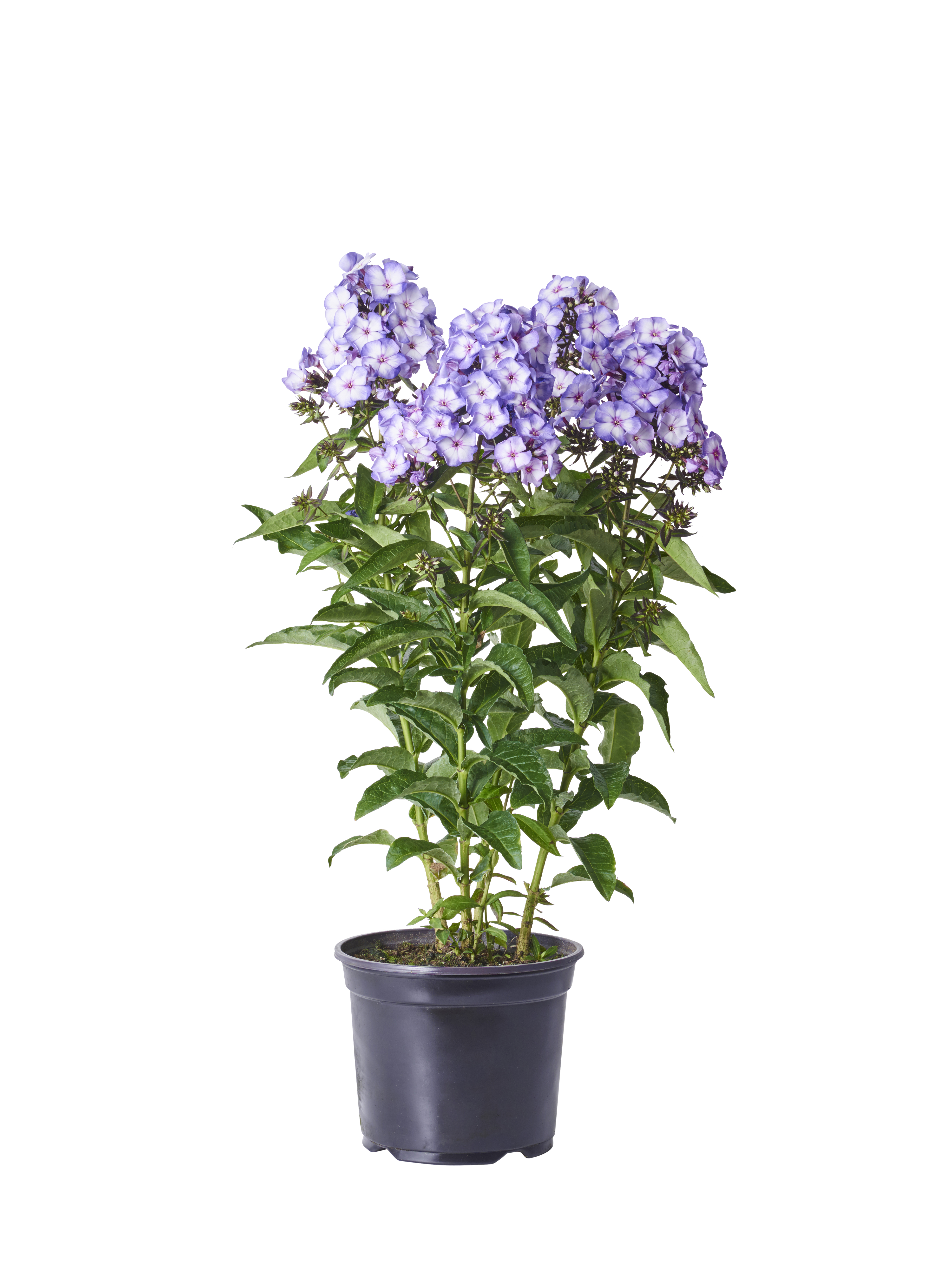 Phlox paniculata Lilac 17cm