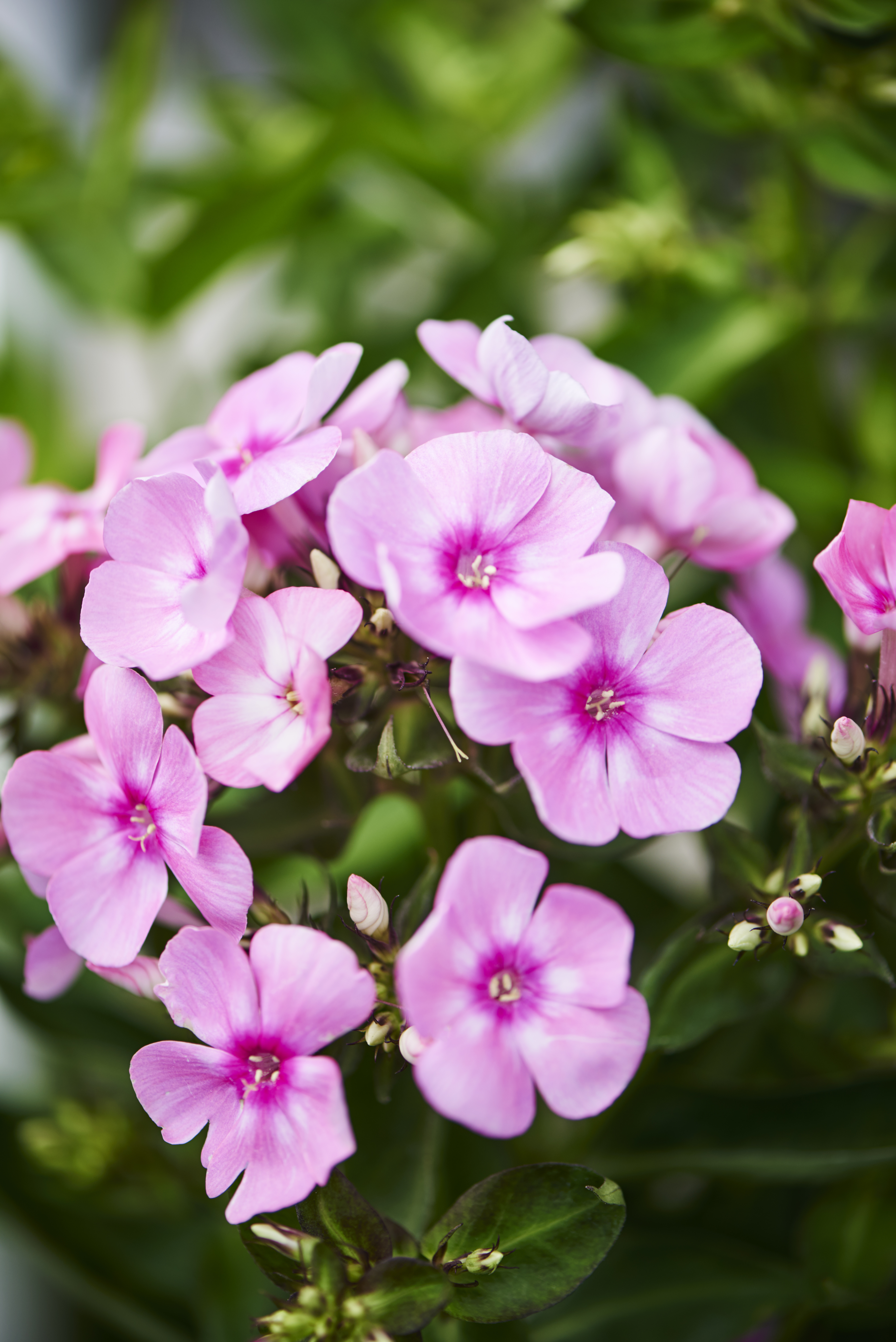 Phlox paniculata Lilac 17cm