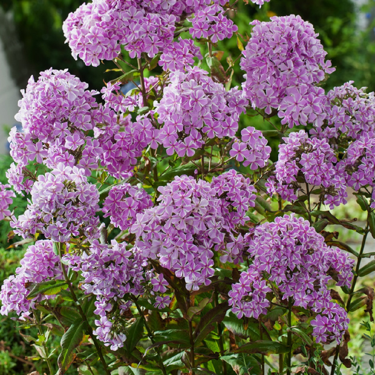 Phlox paniculata Lilac 17cm