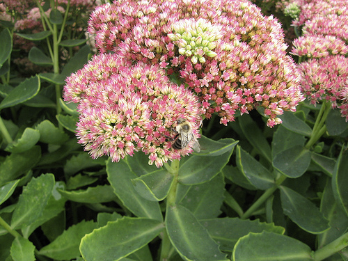 Hylotelephium 'Herbstfreude' 17cm