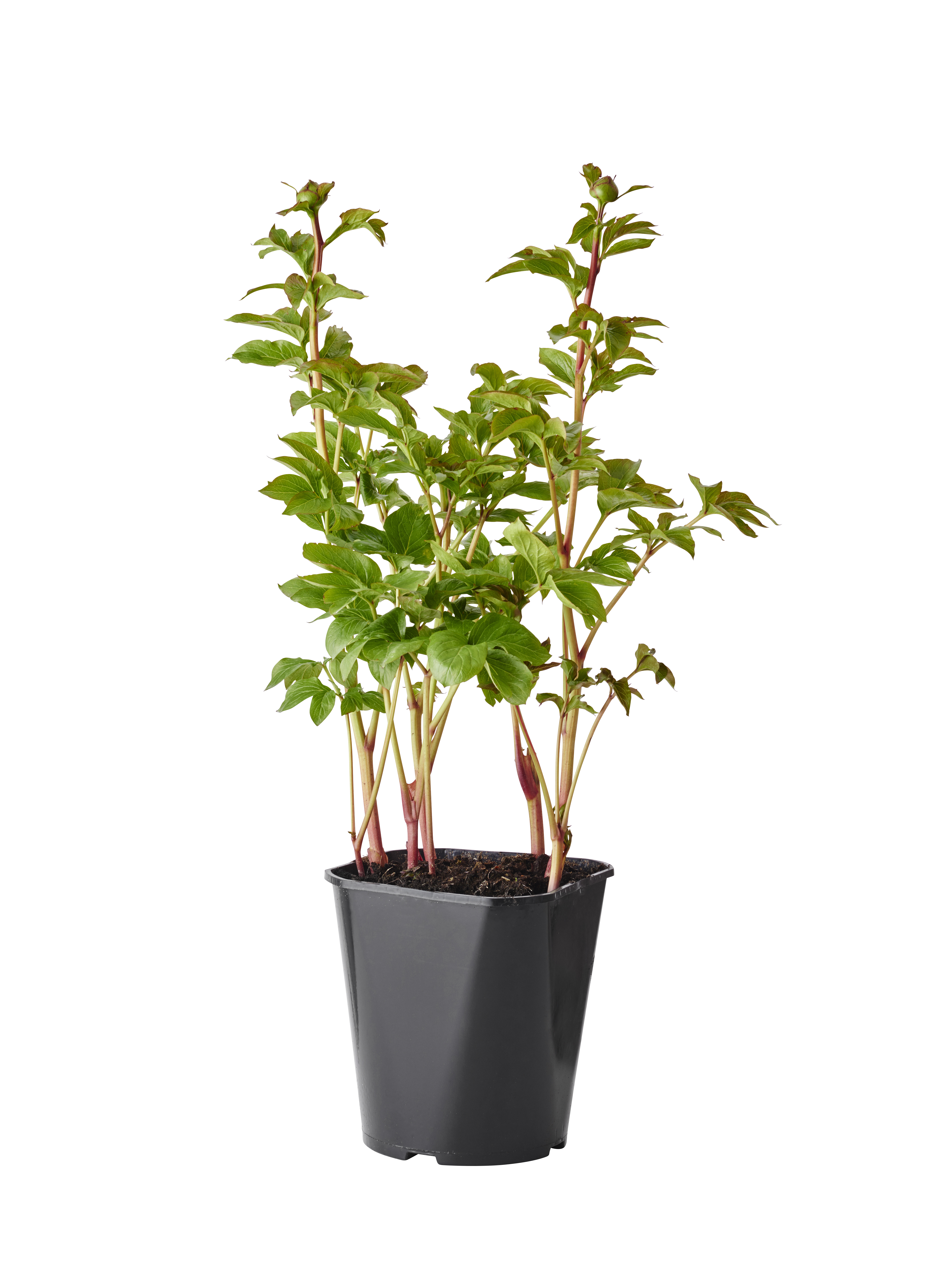 Luktpion, olika sorter