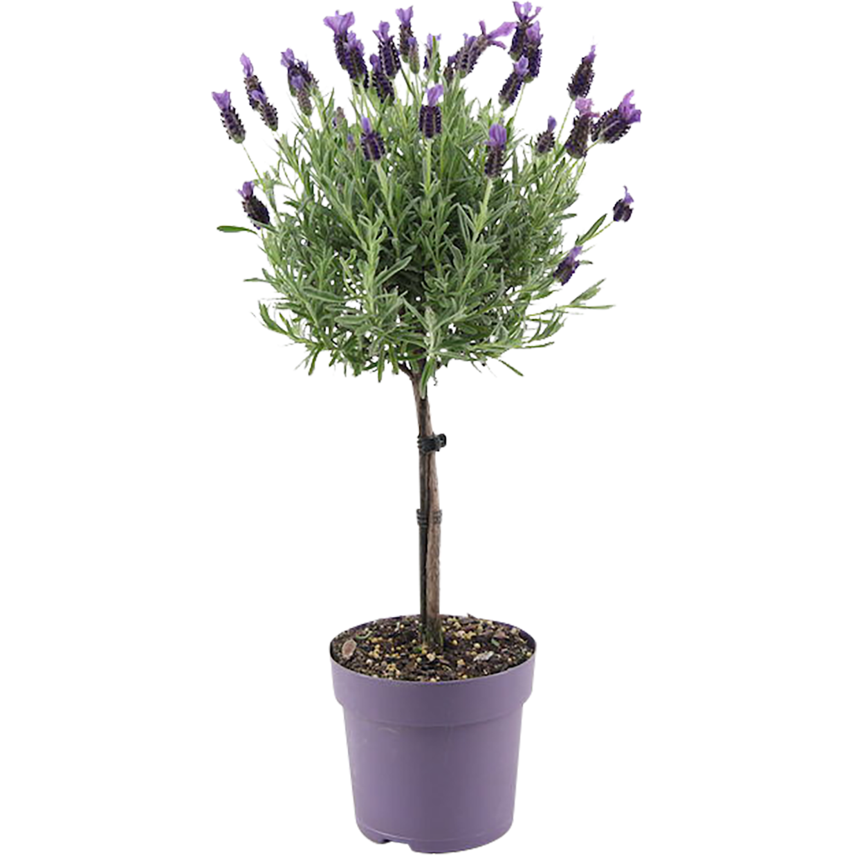 Lavandula stoechas stem Blue 14 cm
