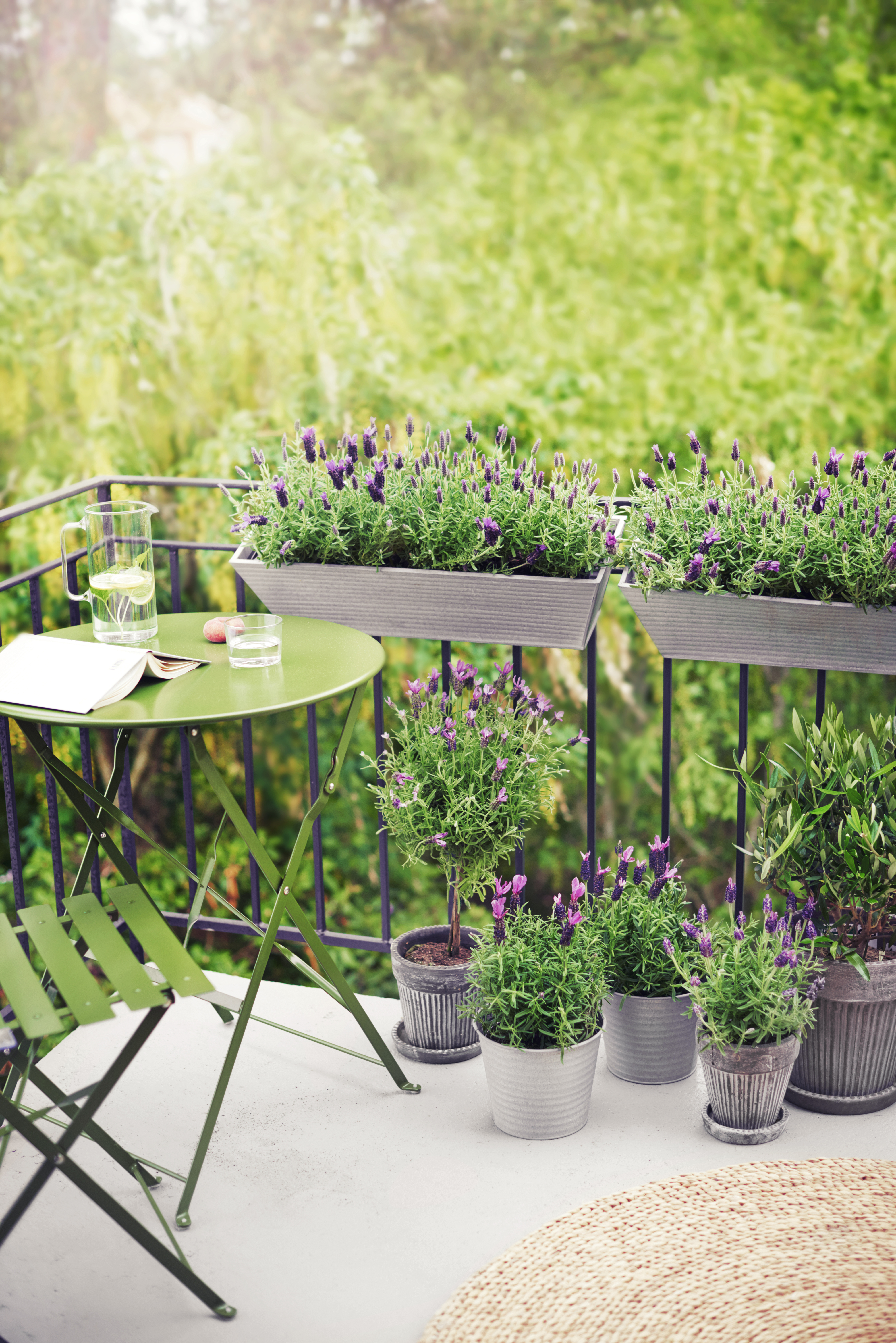 Lavandula stoechas stem Blue 14 cm