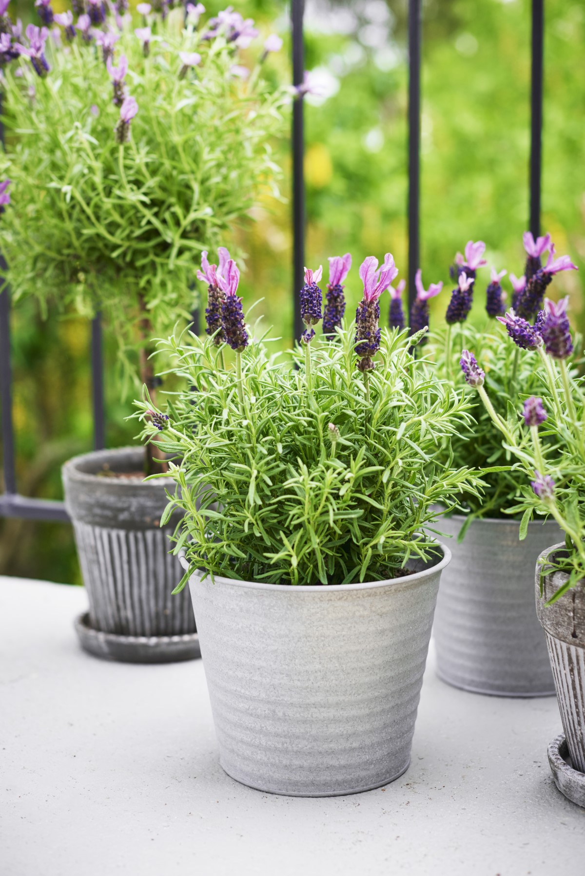 Lavandula stoechas stem Blue 14 cm