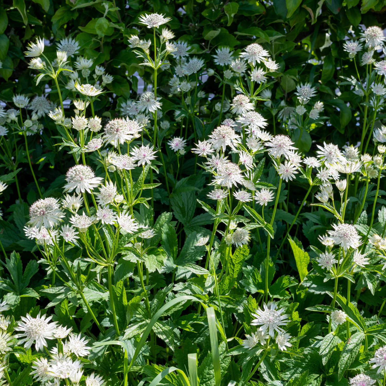 Storstjerneskjerm 'Star of Billion'