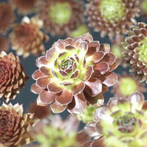 Sempervivum mix 6-pack