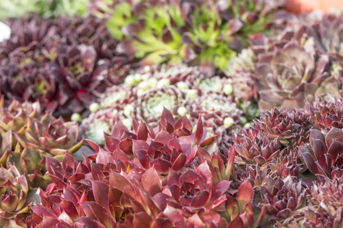 Sempervivum mix 6-pack