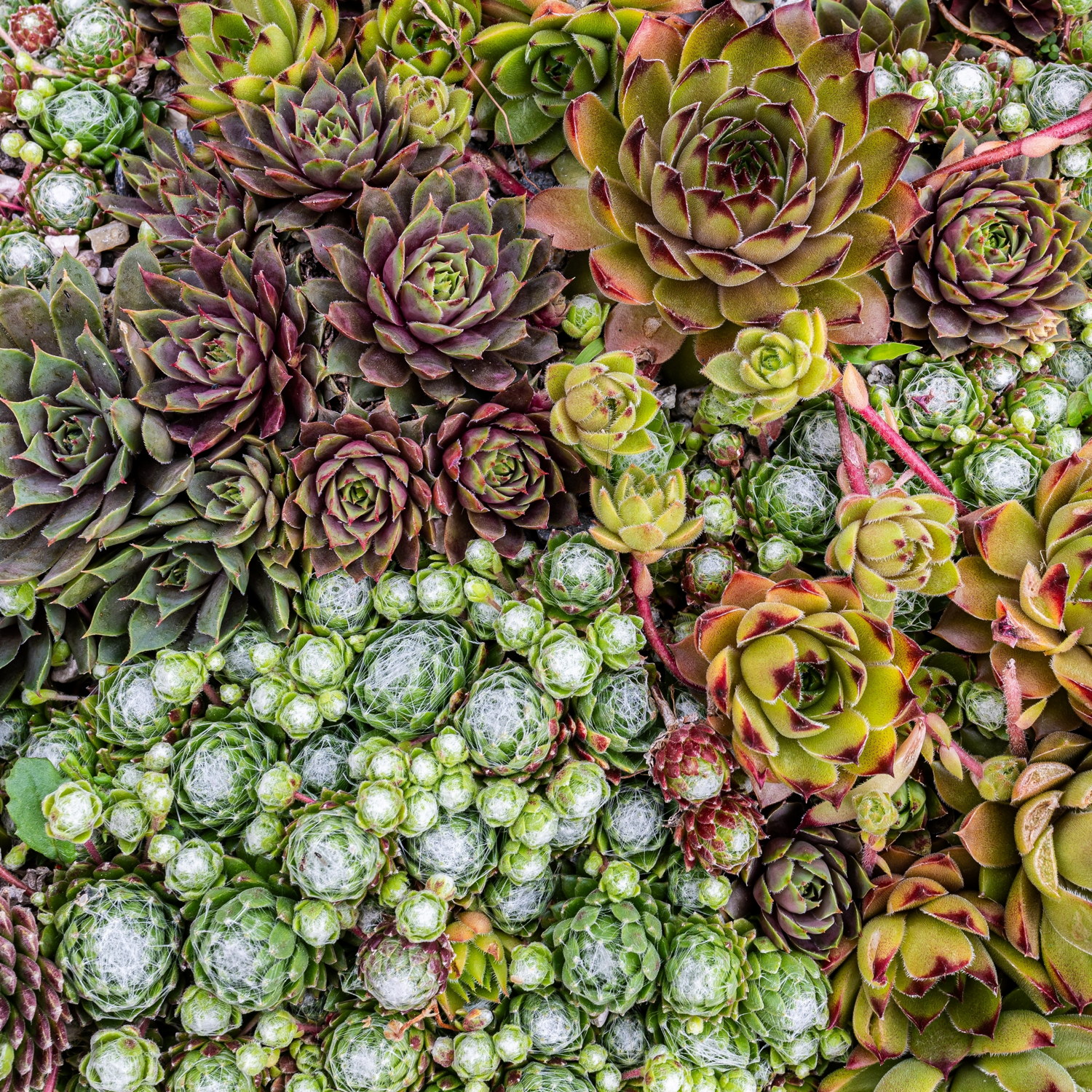 Sempervivum mix 6-pack