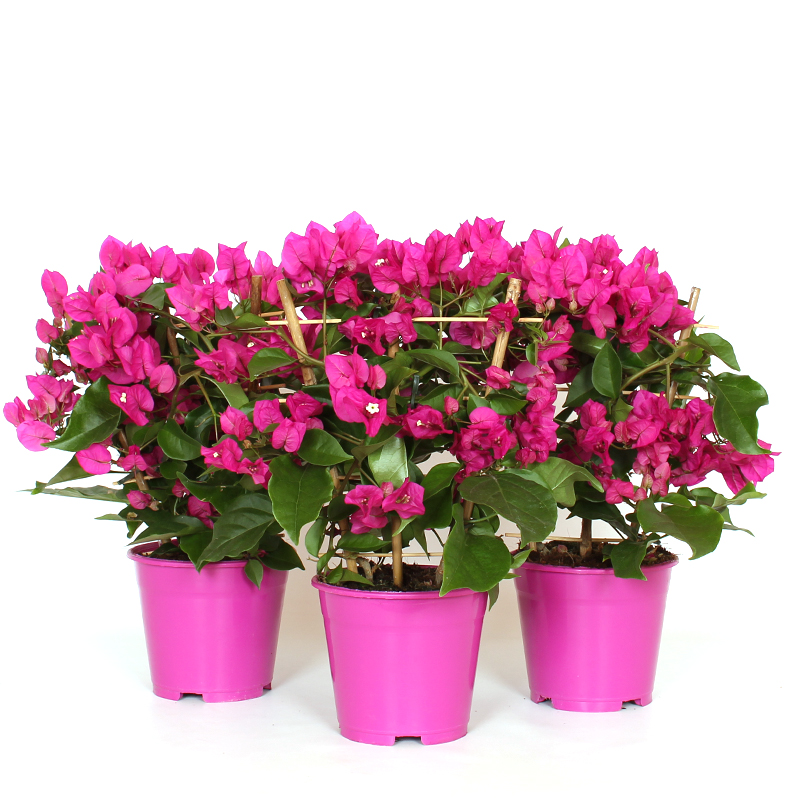 Trillingblomma 'Vera Deep Purple'