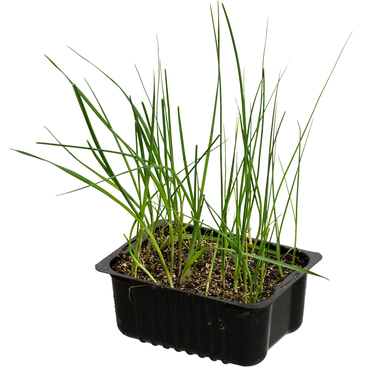 Leek 'Spring' box 14 cm