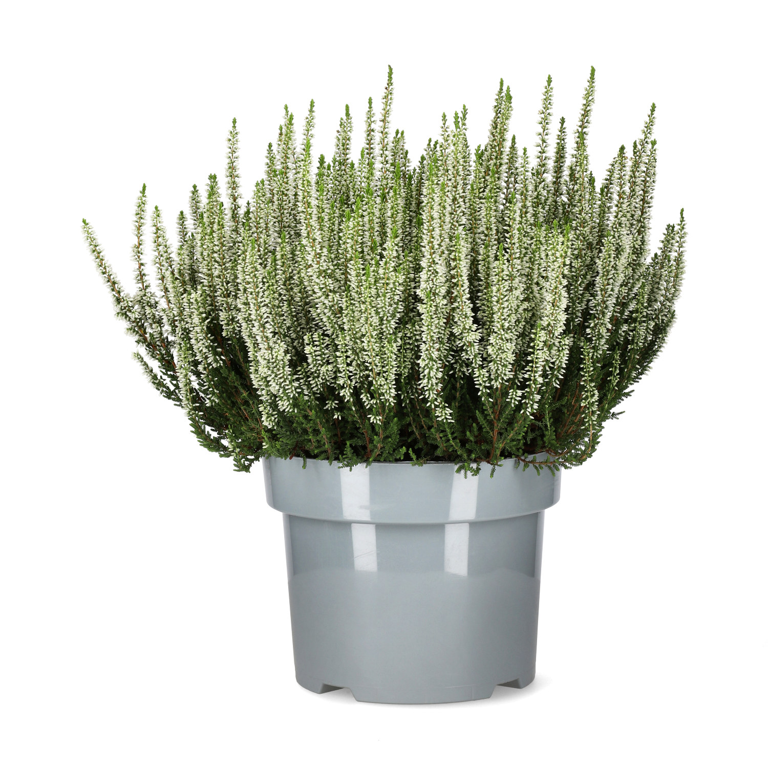 Calluna White 23 cm