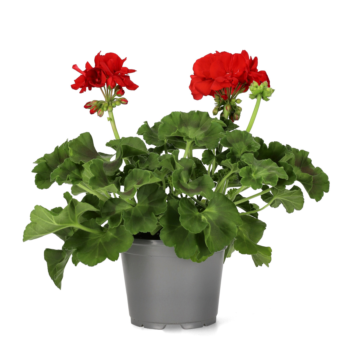 Pelargonia Calliope