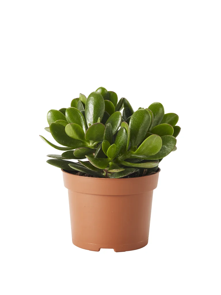 Paradisträd Magical Tree