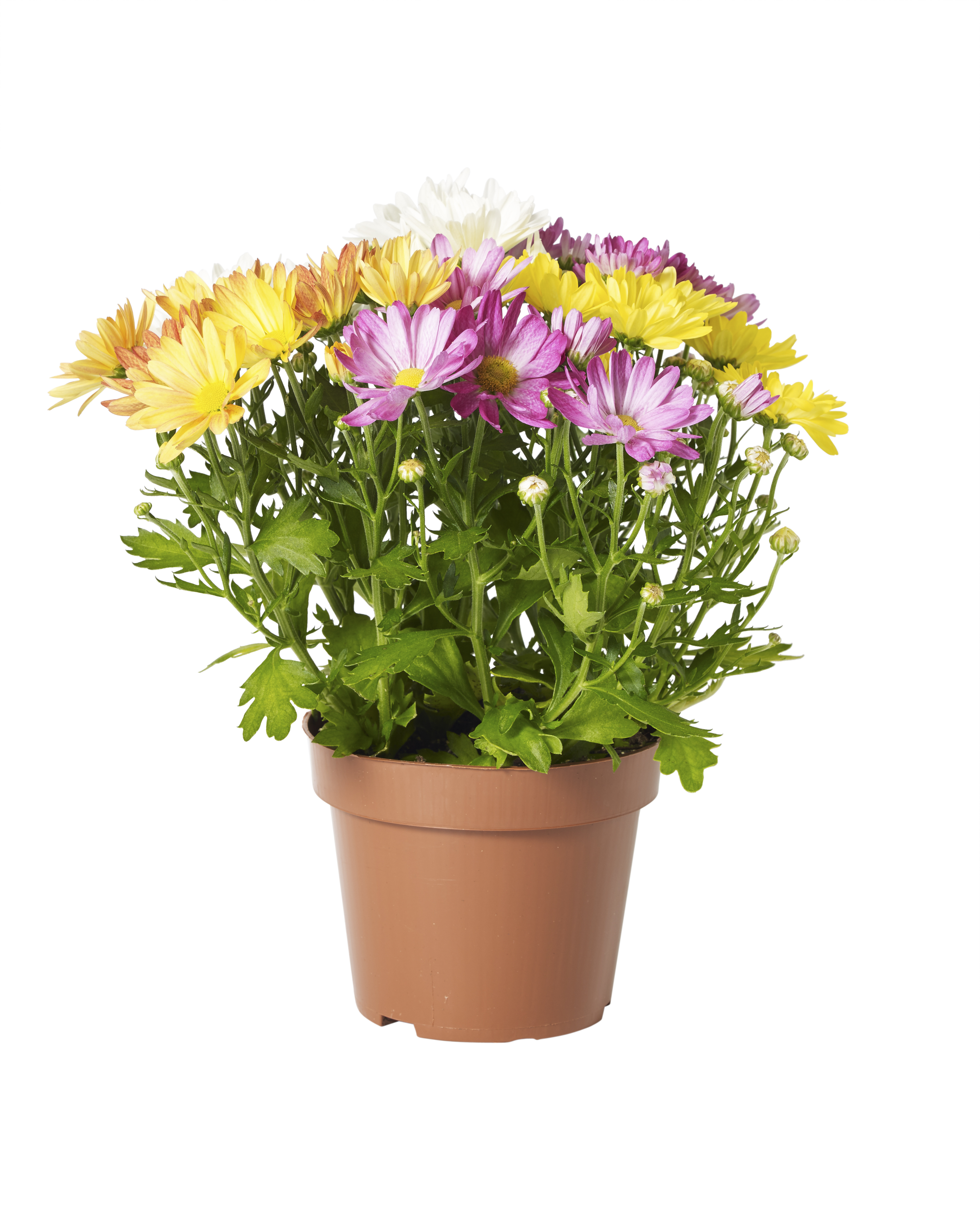 Dendranthema Rock & Roll 14 cm