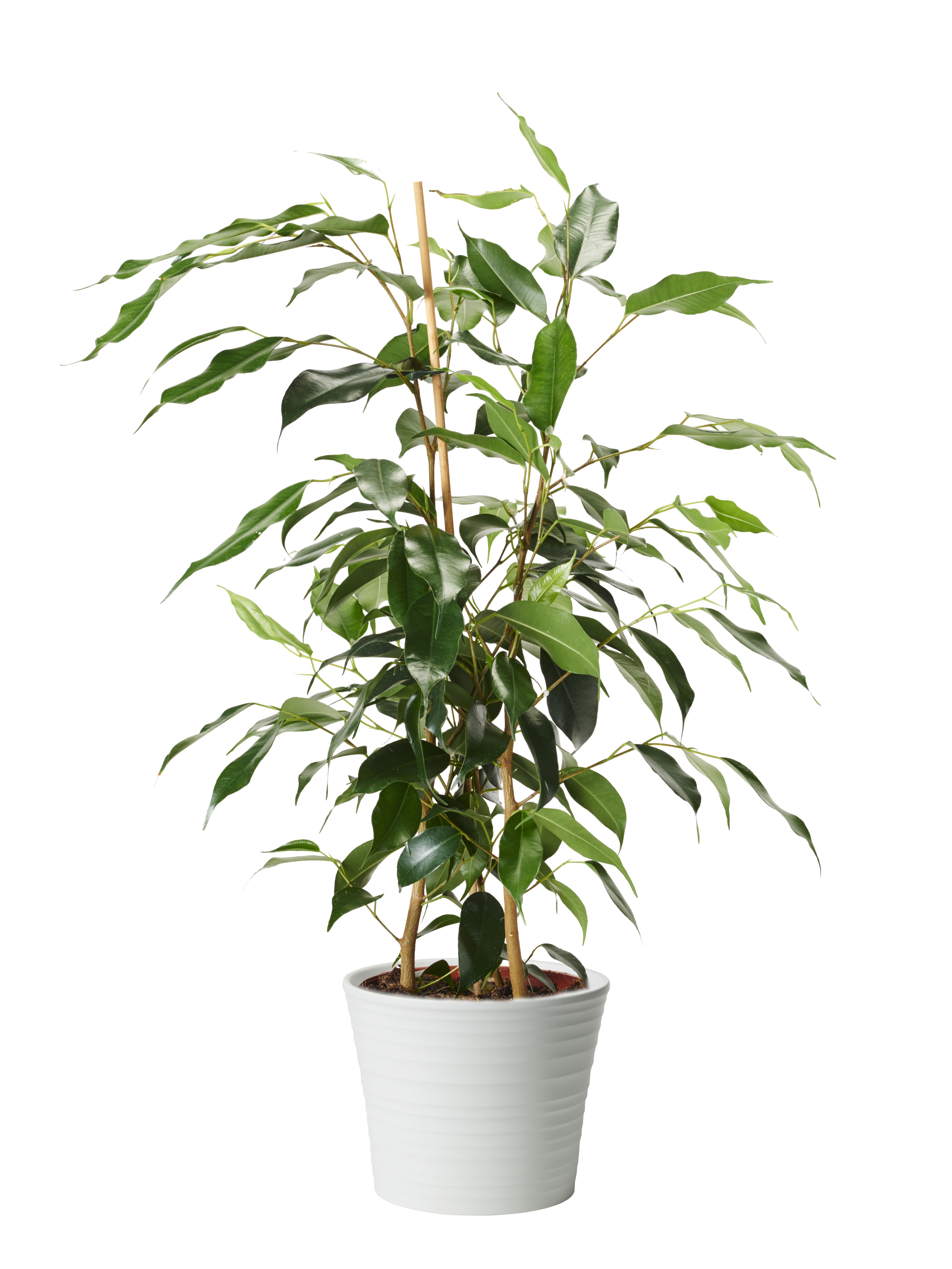 Benjaminfikus 'Danielle'