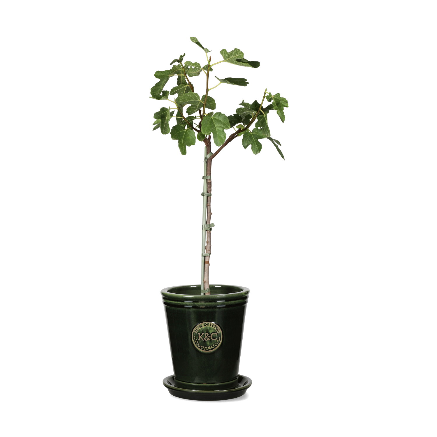 Ficus carica stem 21 cm