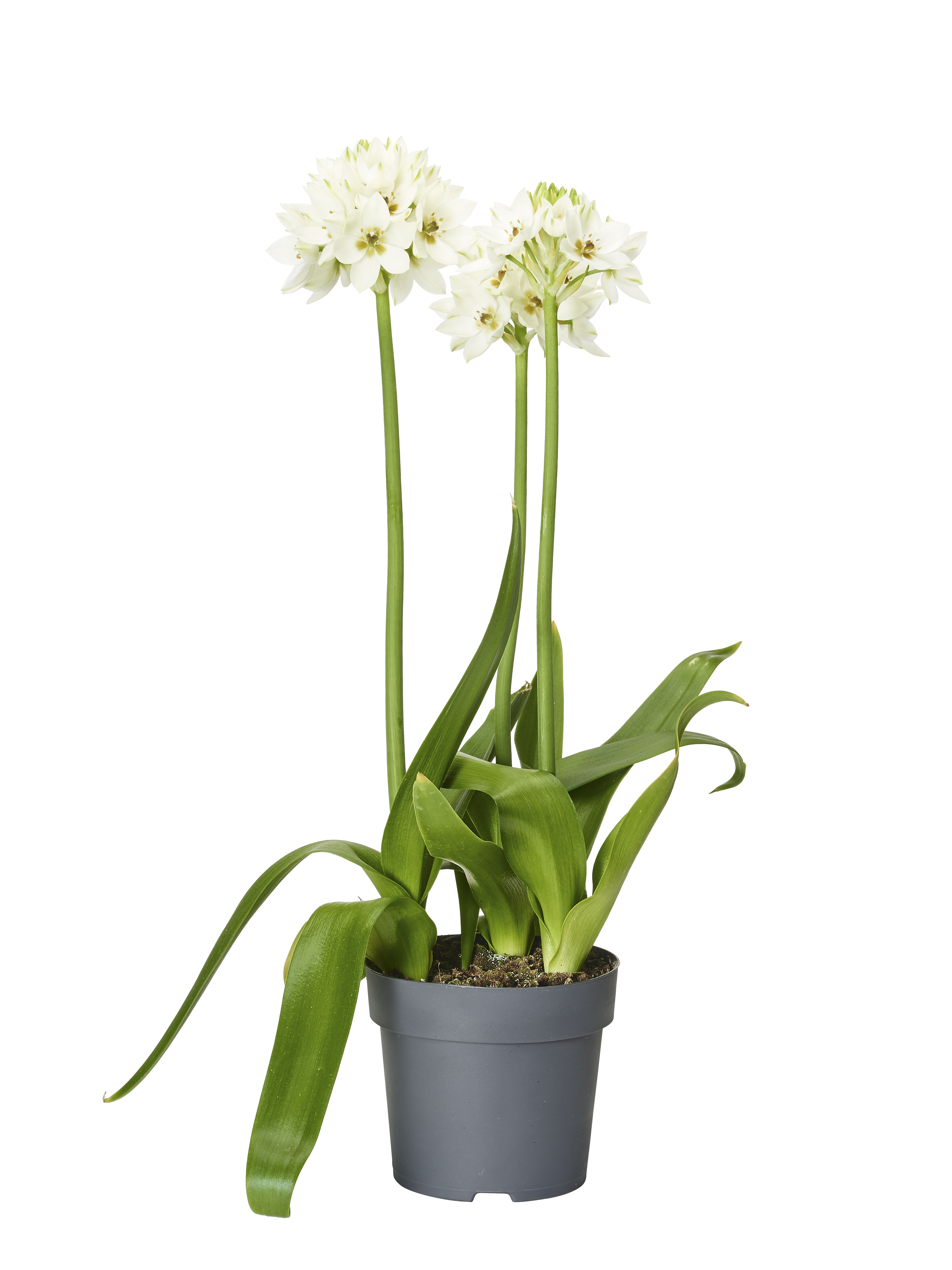 Kapstjärna 'Snowflake'