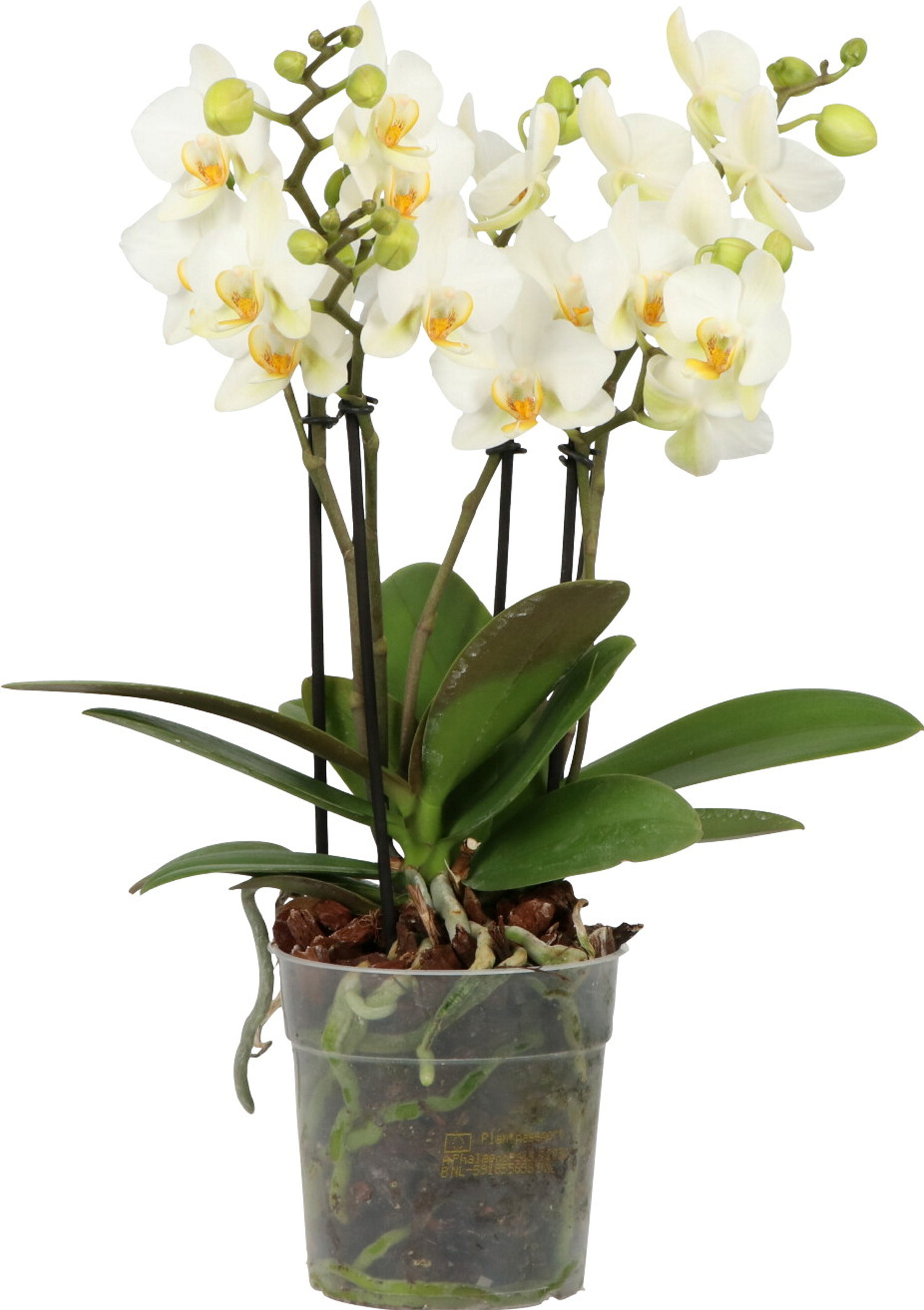 Phalaenopsis Boquetto Beauty