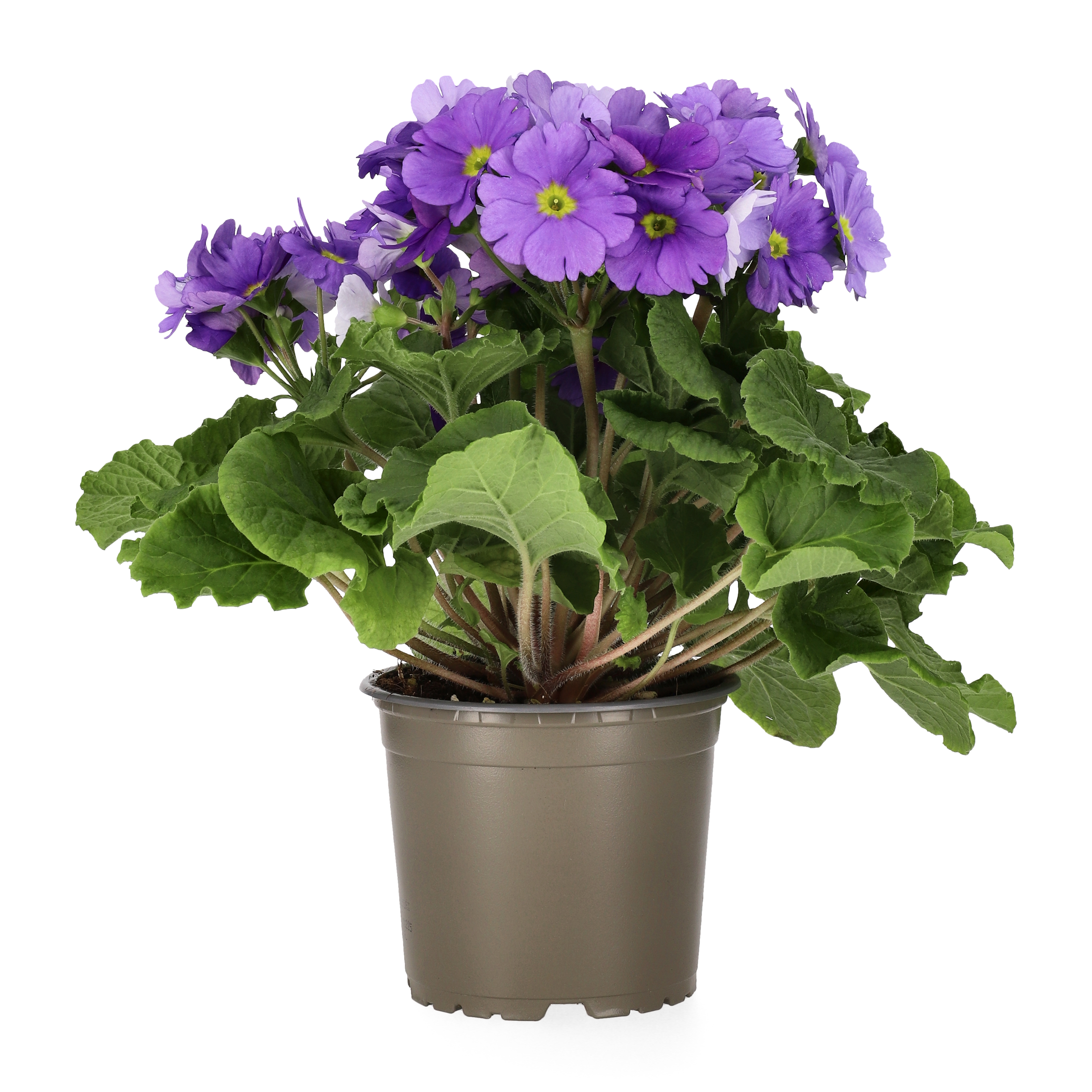 Begerprimula 'Touch me'