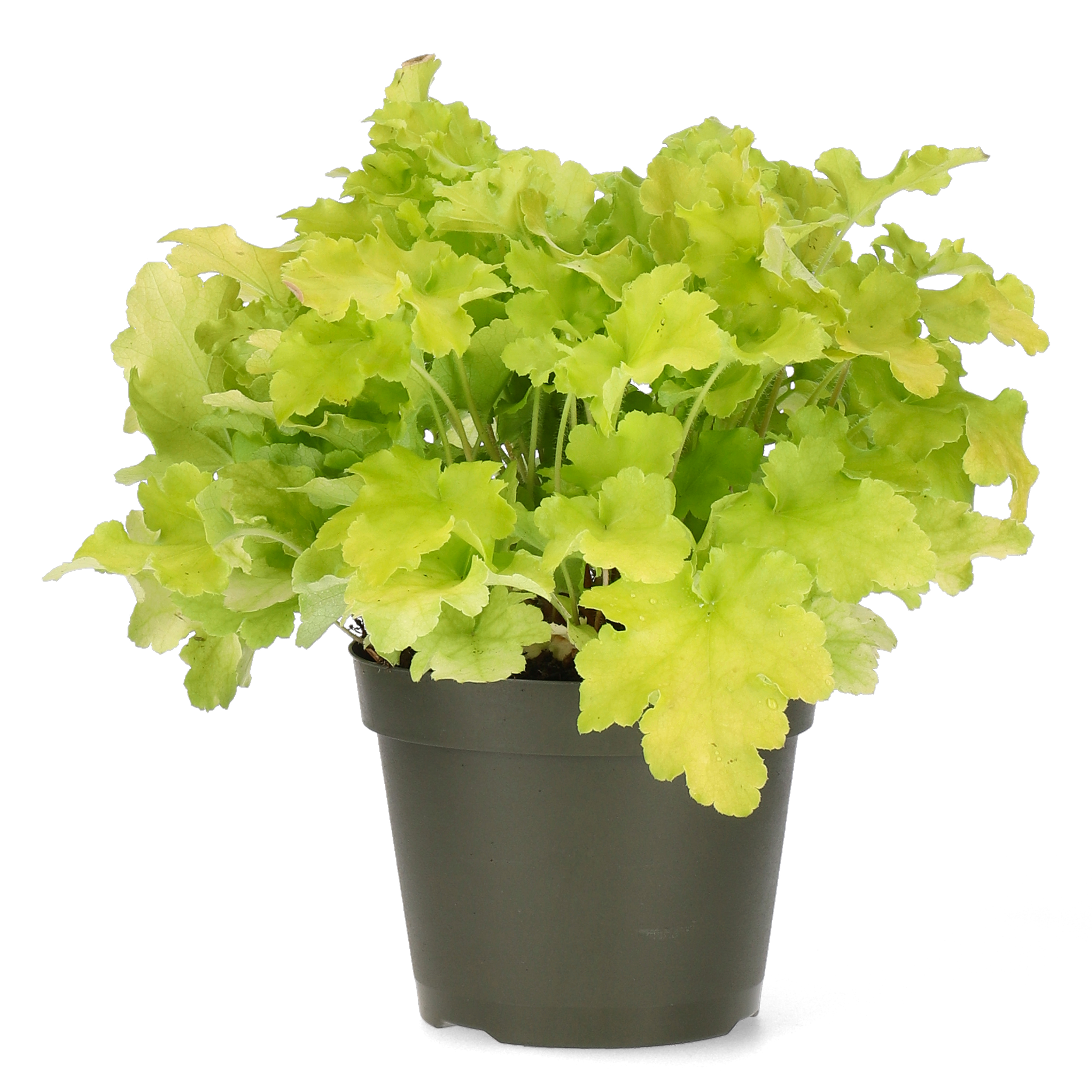 Heuchera Yellow 15cm
