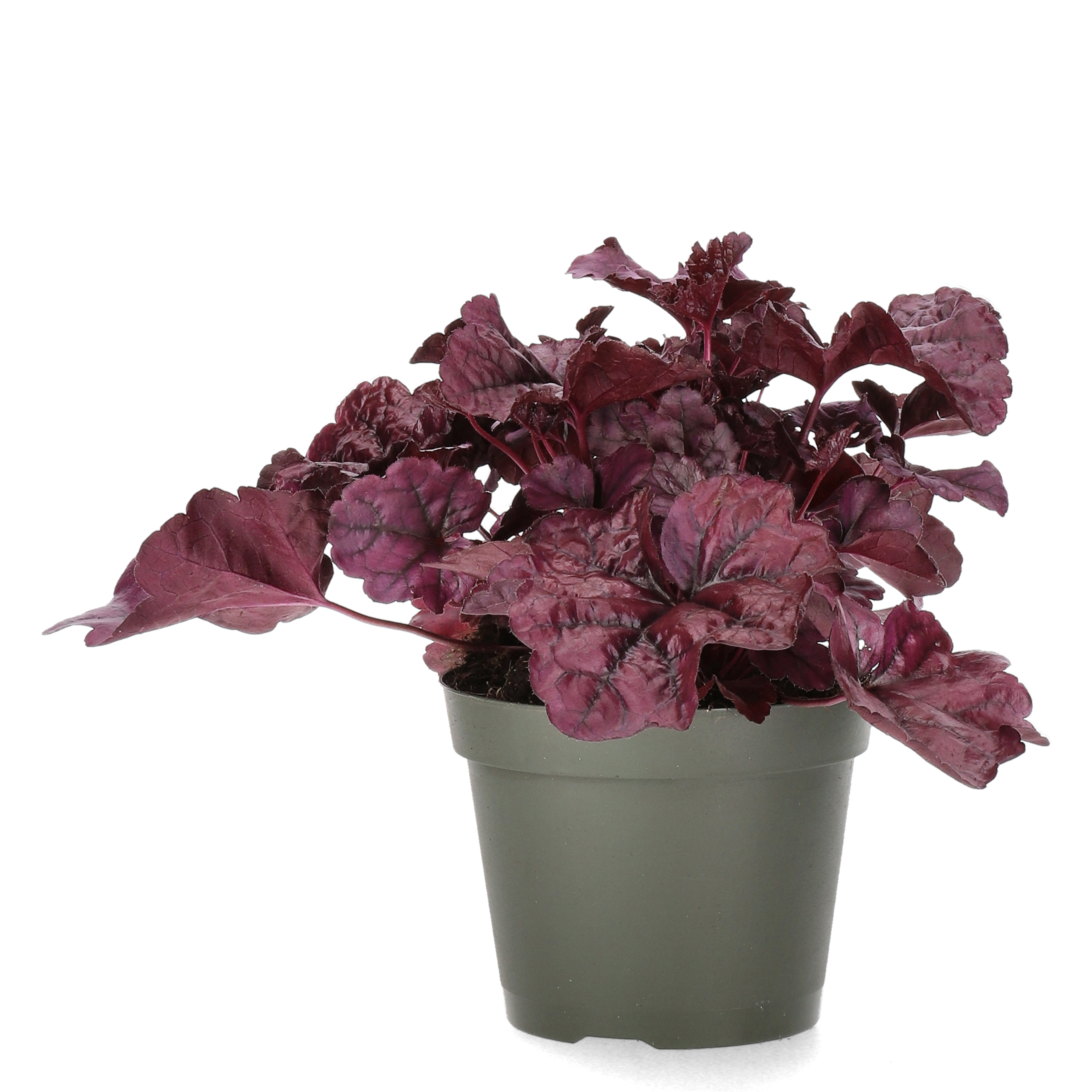 Heuchera Purple 15cm