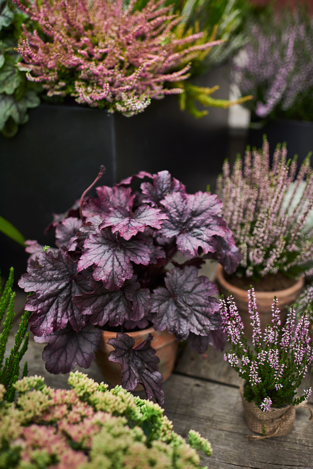 Heuchera Purple 15cm