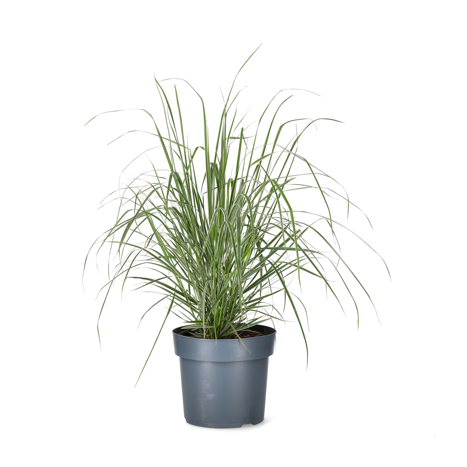 Hagerørkvein 'Overdam'