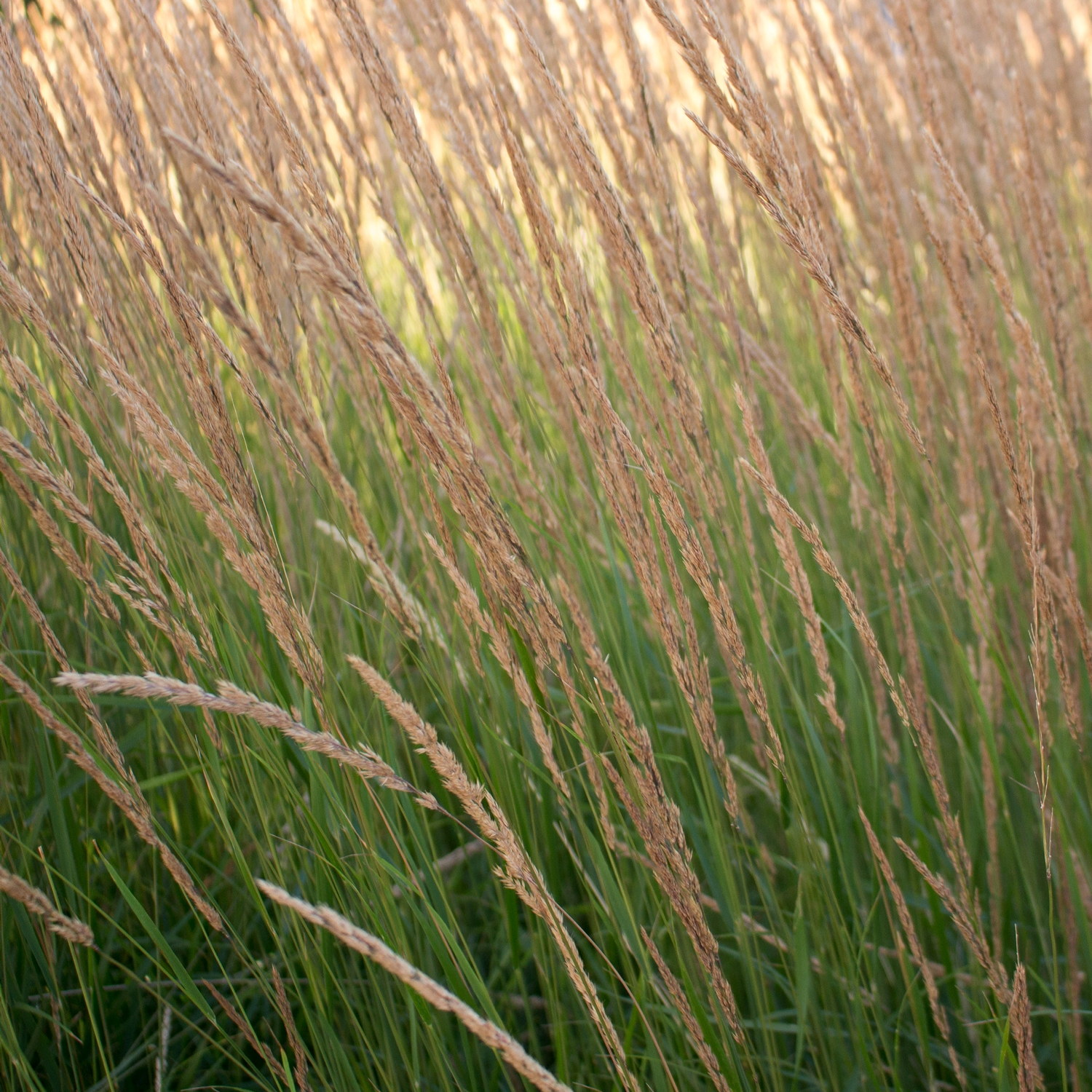 Hagerørkvein 'Overdam'