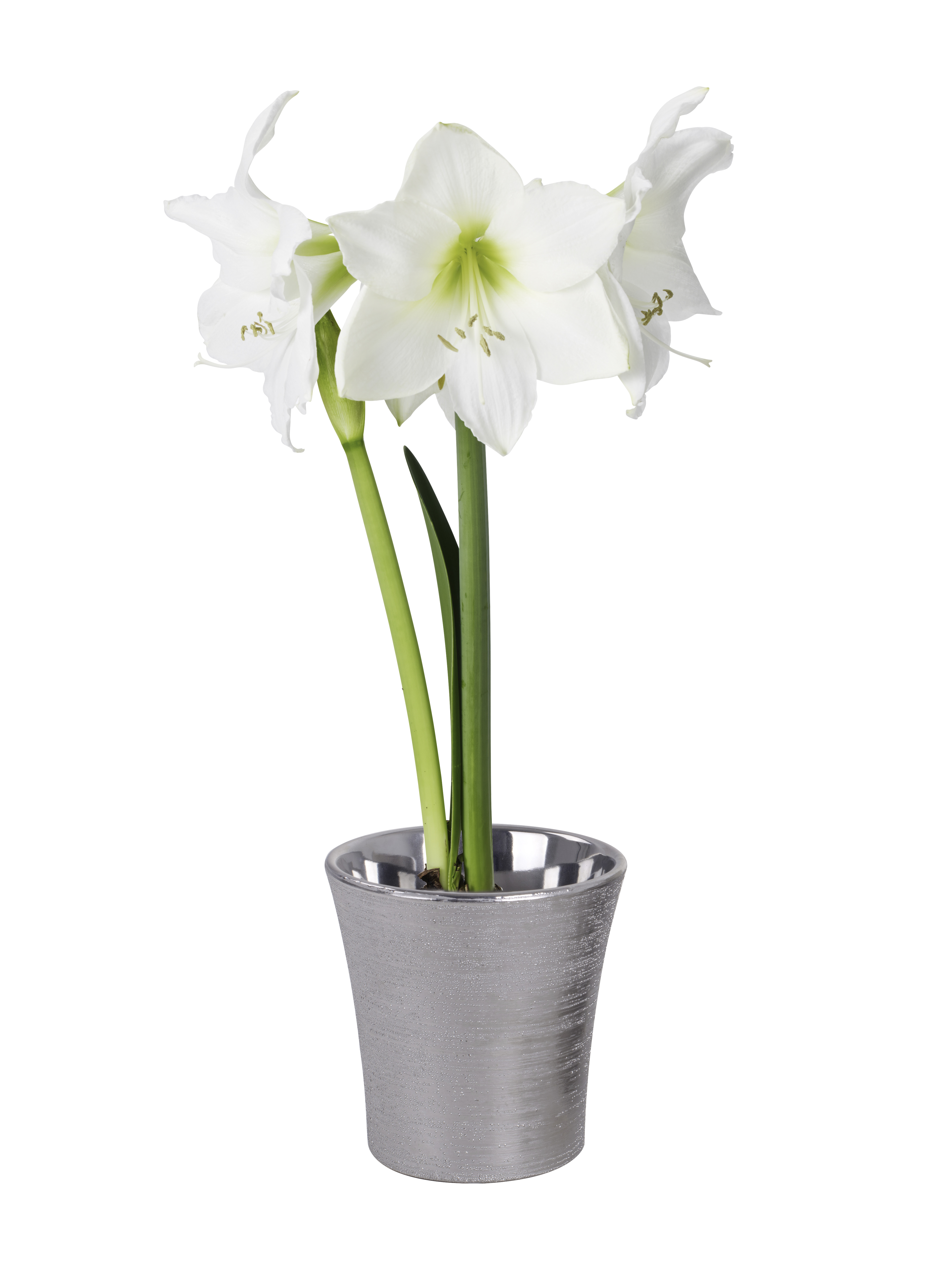 Hippeastrum 32+ 'Alfresco' 14 cm