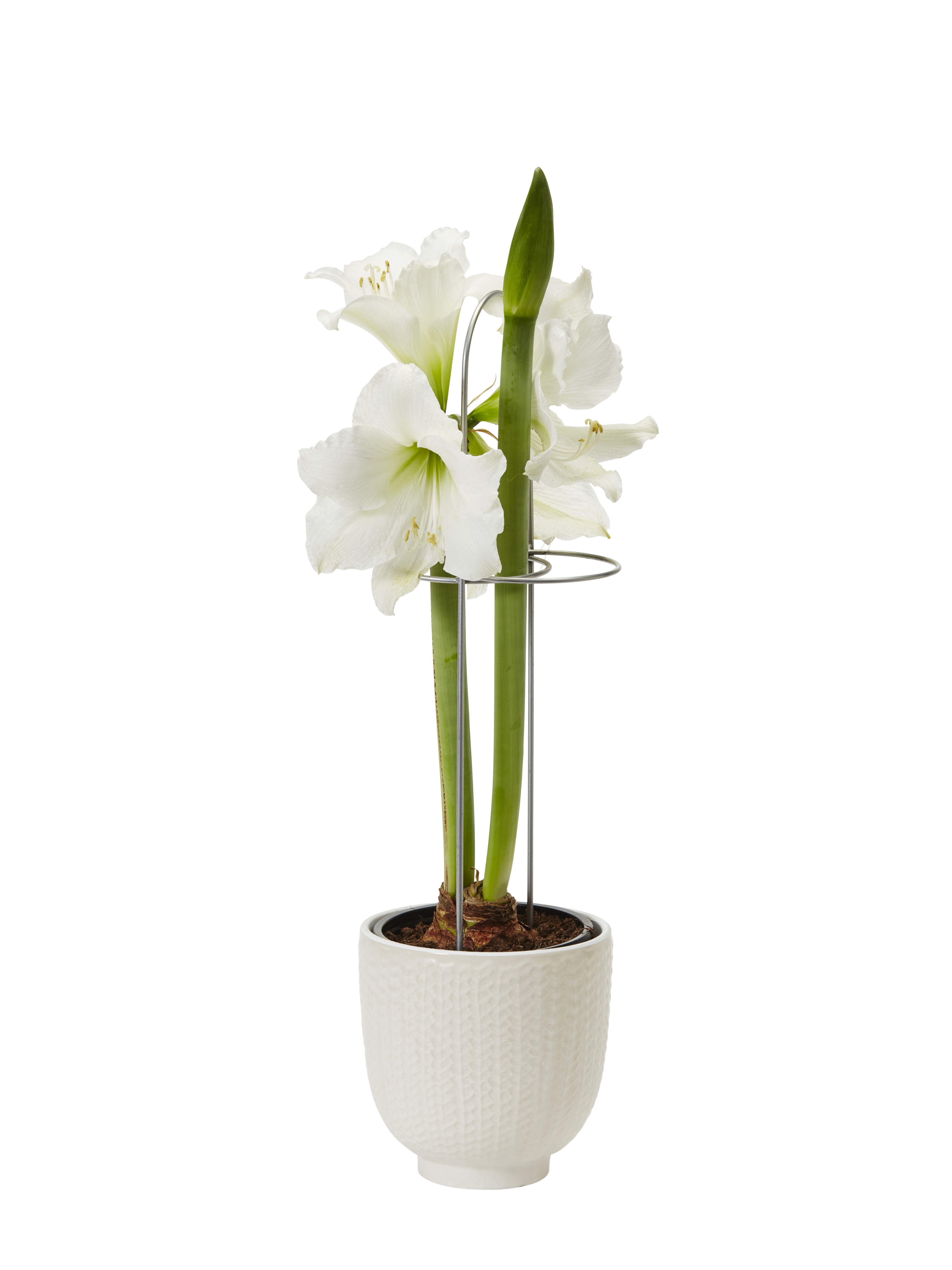 Hippeastrum 32+ 'Alfresco' 14 cm