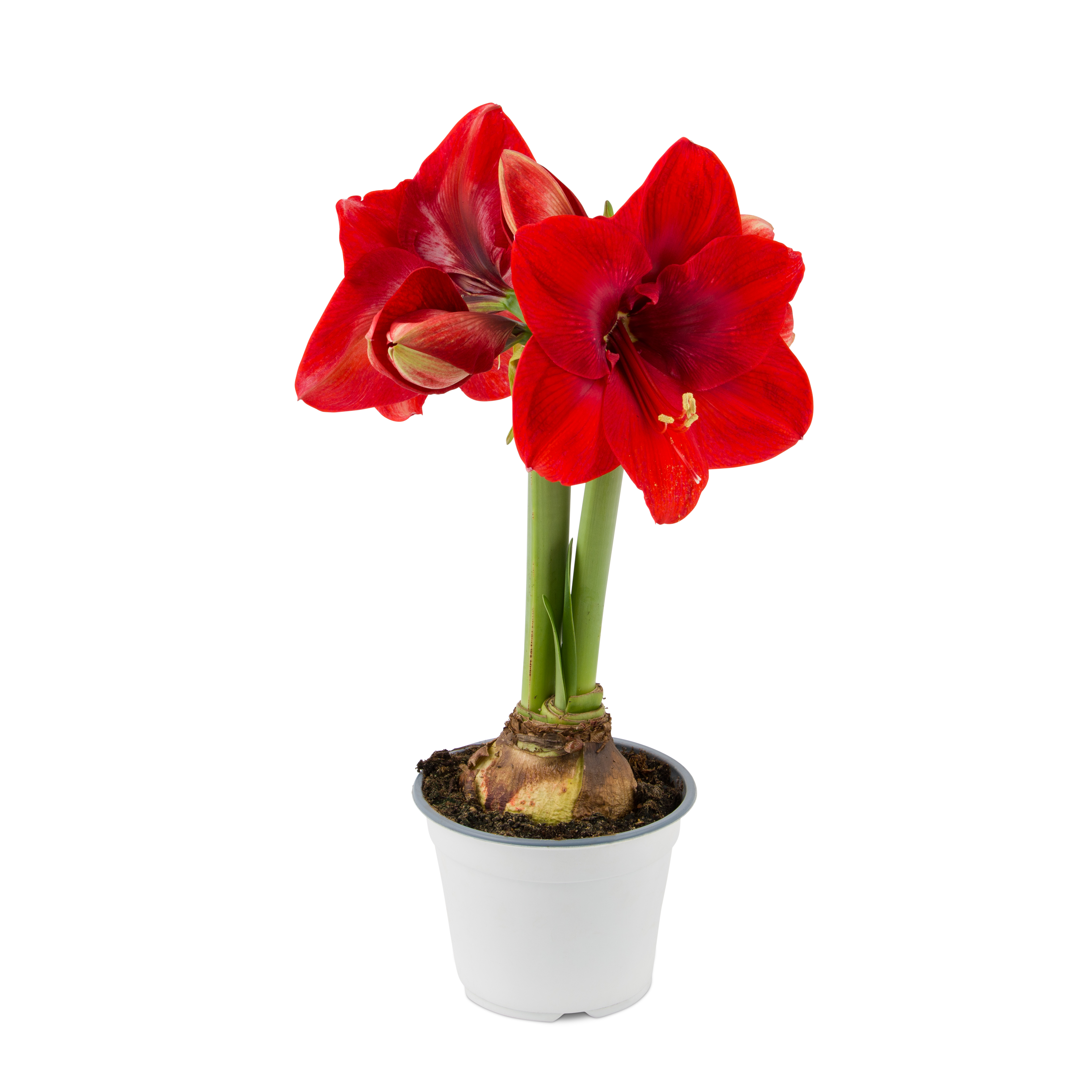 Amaryllis 2- grenet