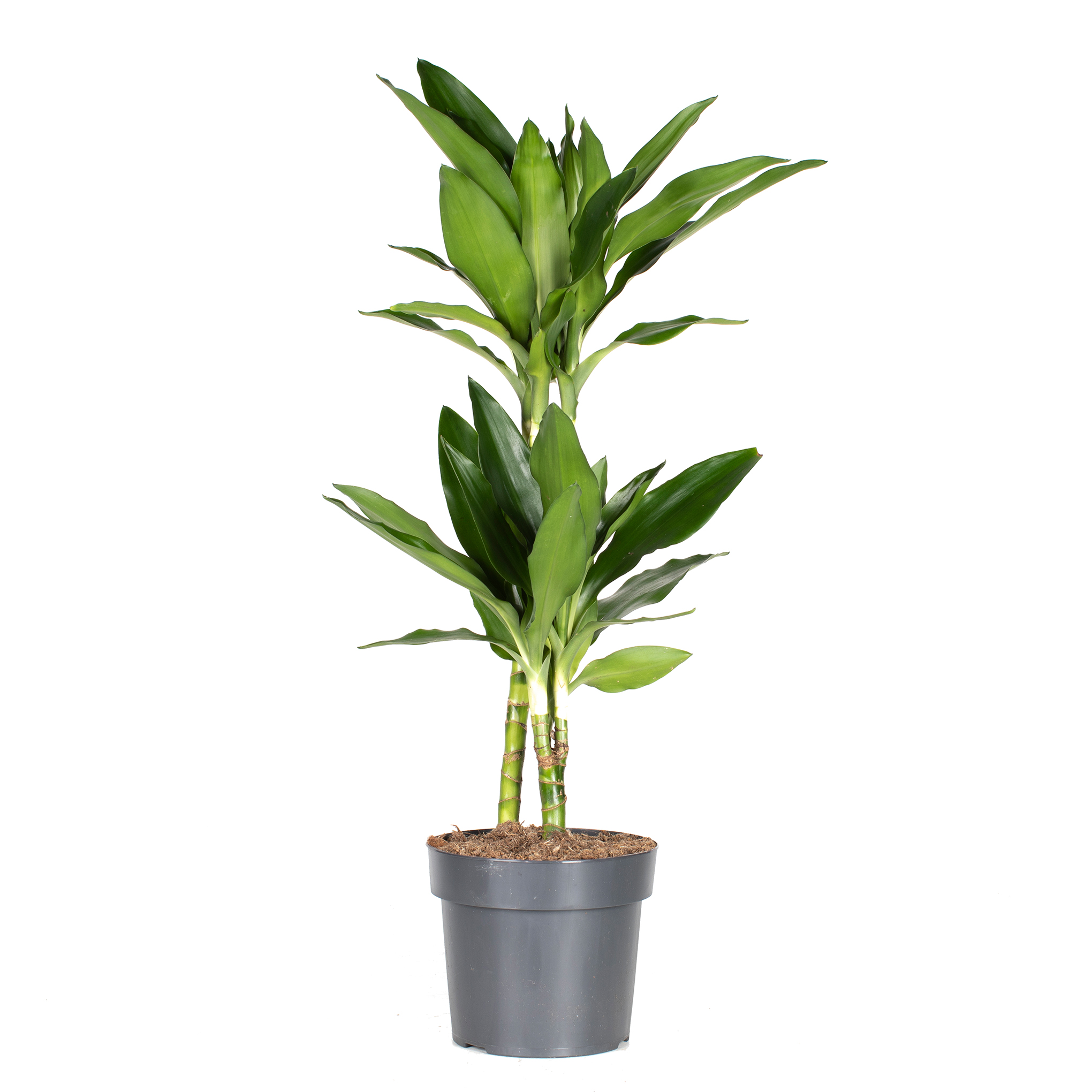 Banddracena 'Janet Lind'