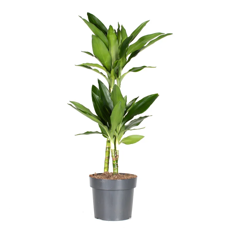 Banddracena Janet Lind