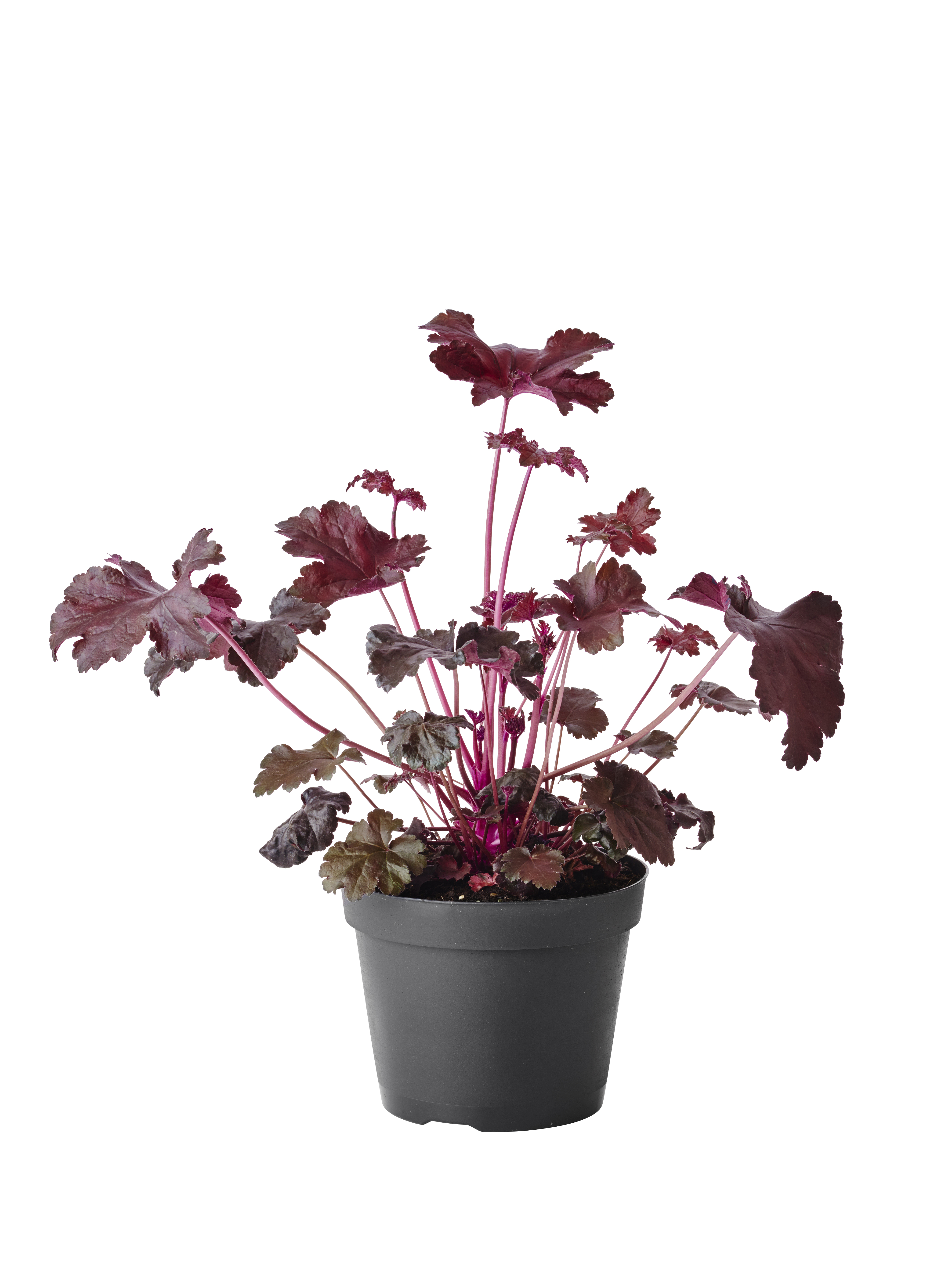 Heuchera Black 15cm