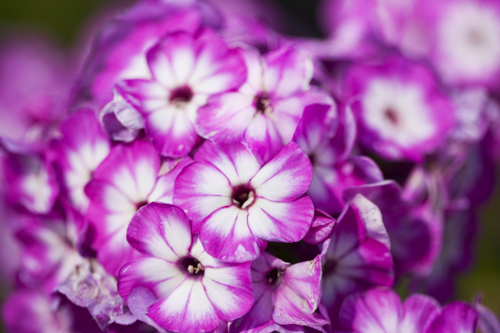 Höstflox, flerfärgad