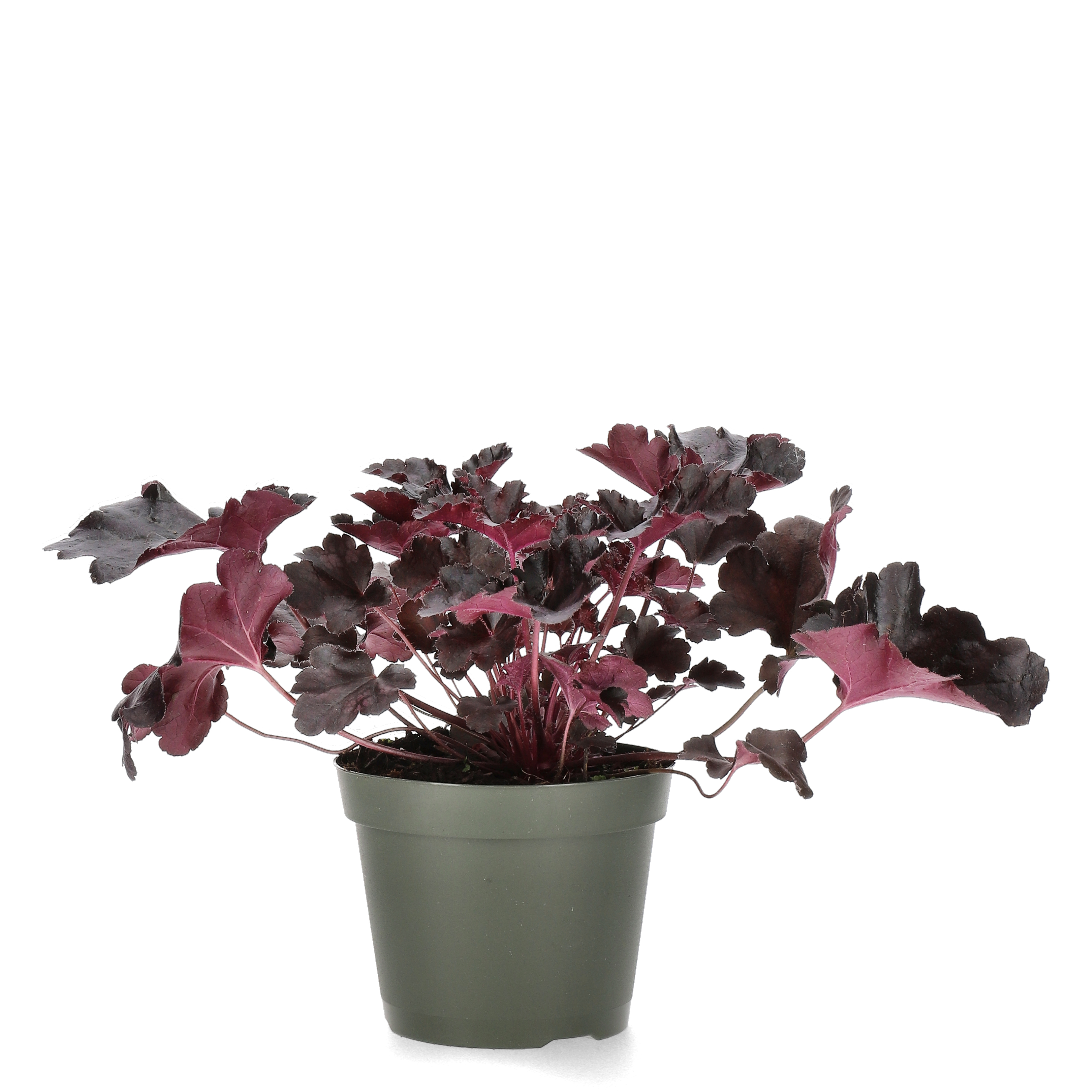 Heuchera Black 15cm