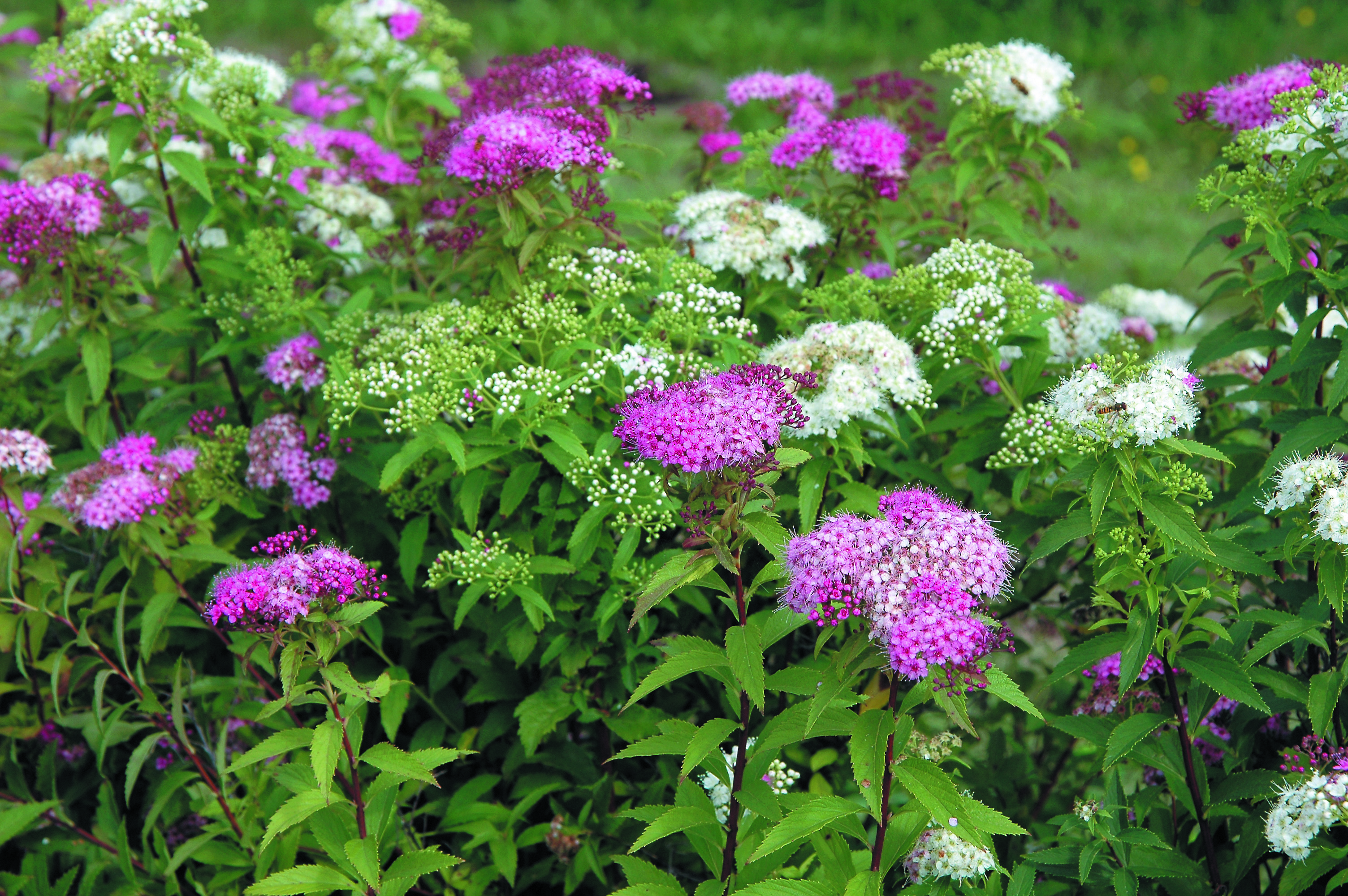 Spiraea japonica 'Genpei'  4,5L