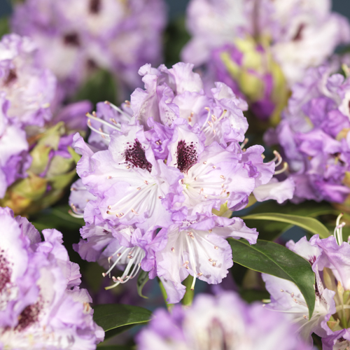 Rododendron Hybr. 'Blue Jay'