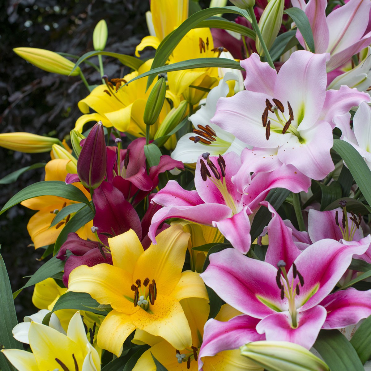 Lilium orientale 19cm