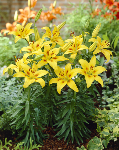 Lilium orientale 19cm
