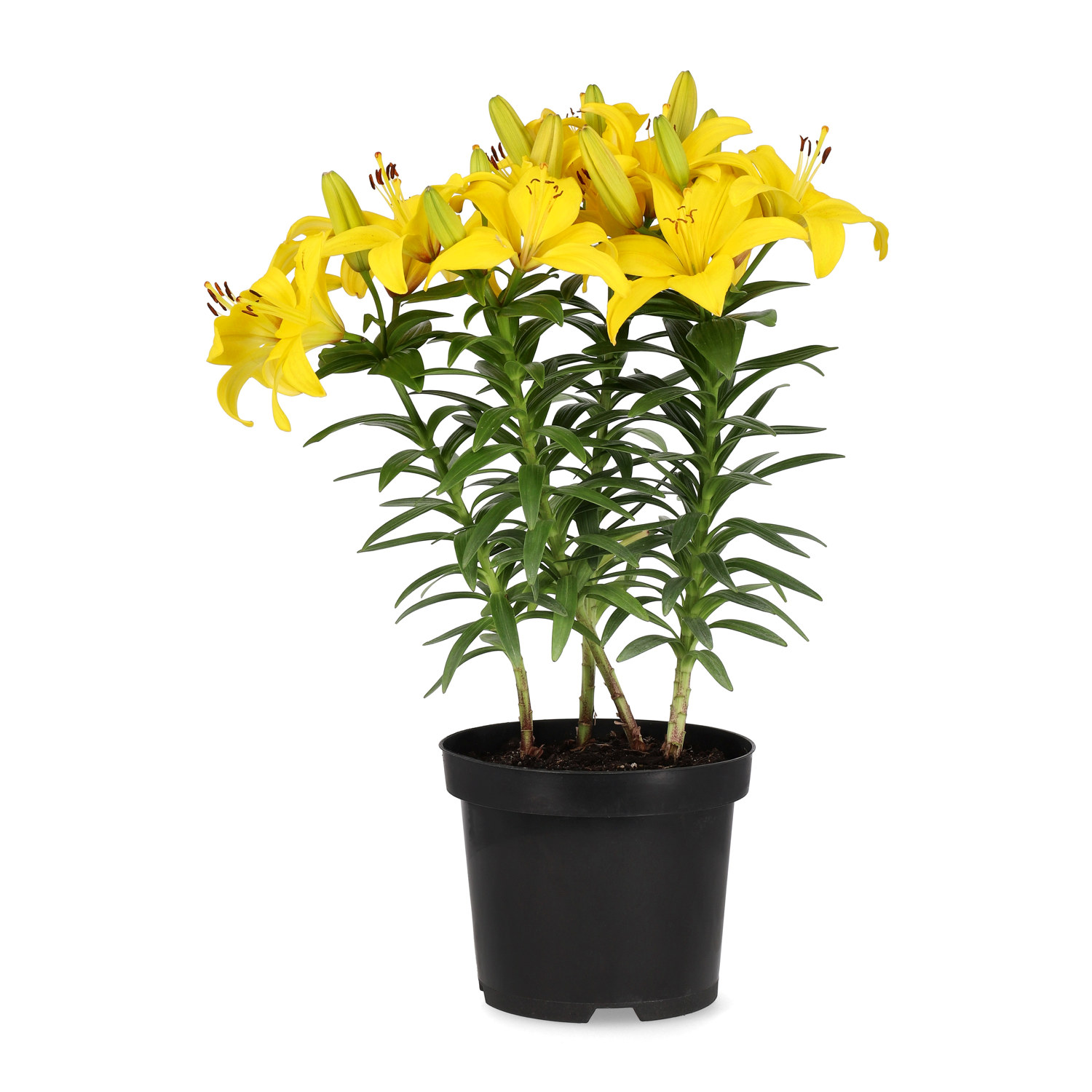 Lilium orientale 19cm