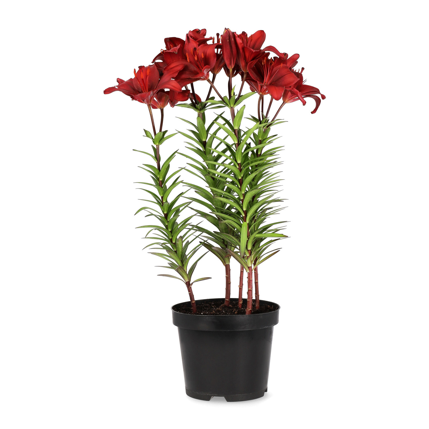 Lilium orientale 19cm